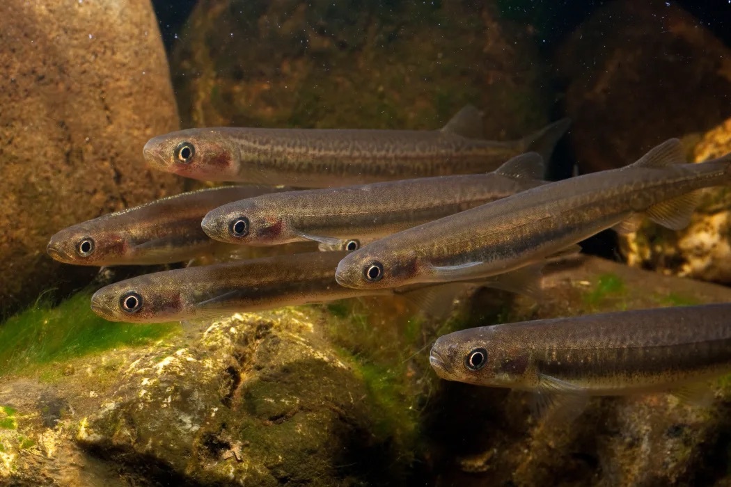 Year of the Whitebait?