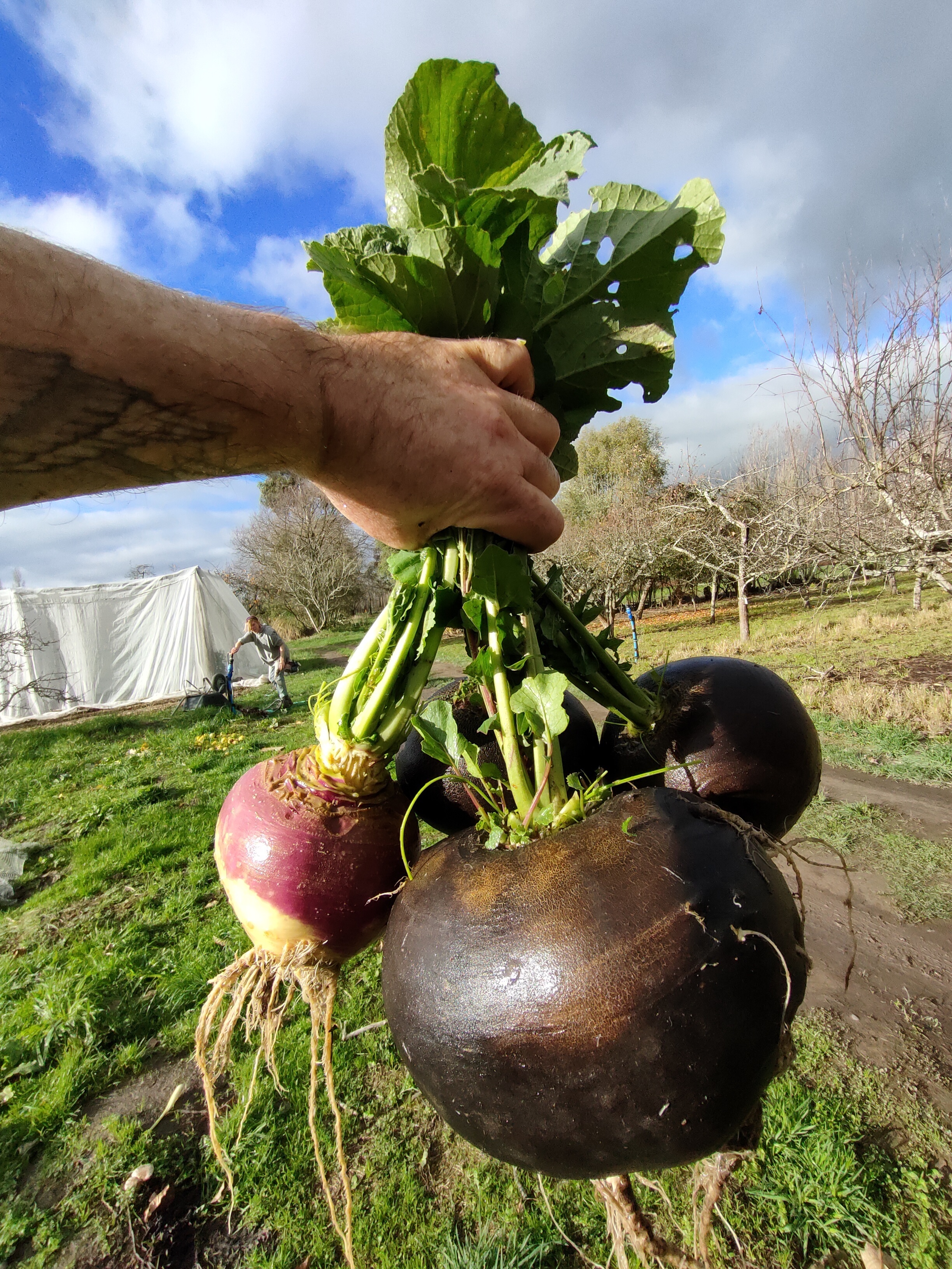 Connection by Farmer Dylan #EatNZKaitaki