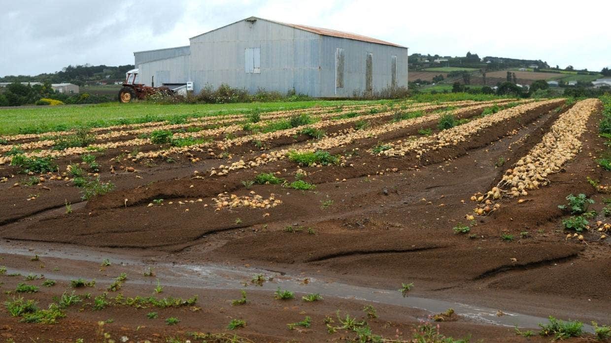 OPINION: We need a national food security plan to stop Kiwis going hungry