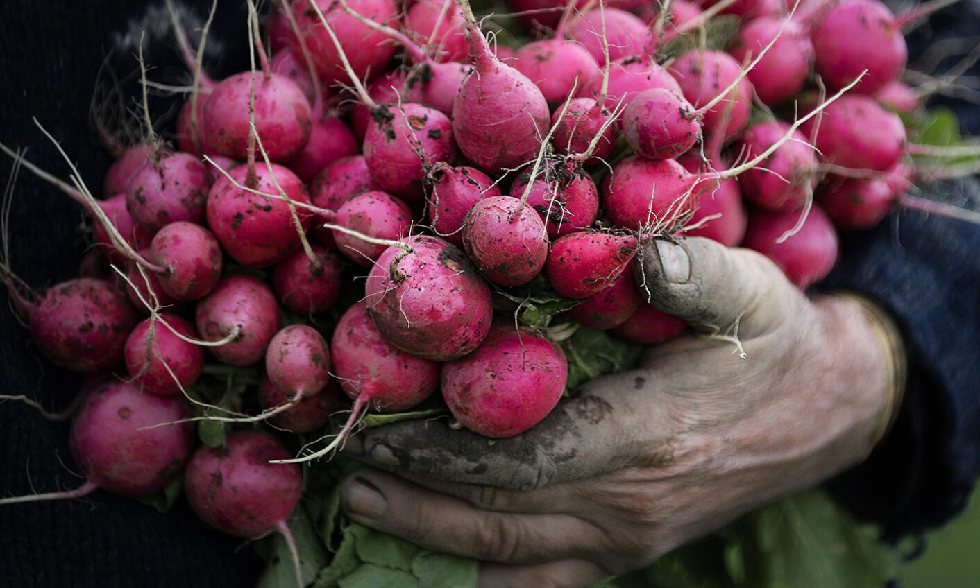 Untamed Earth Organic Farm Christchurch Radishes
