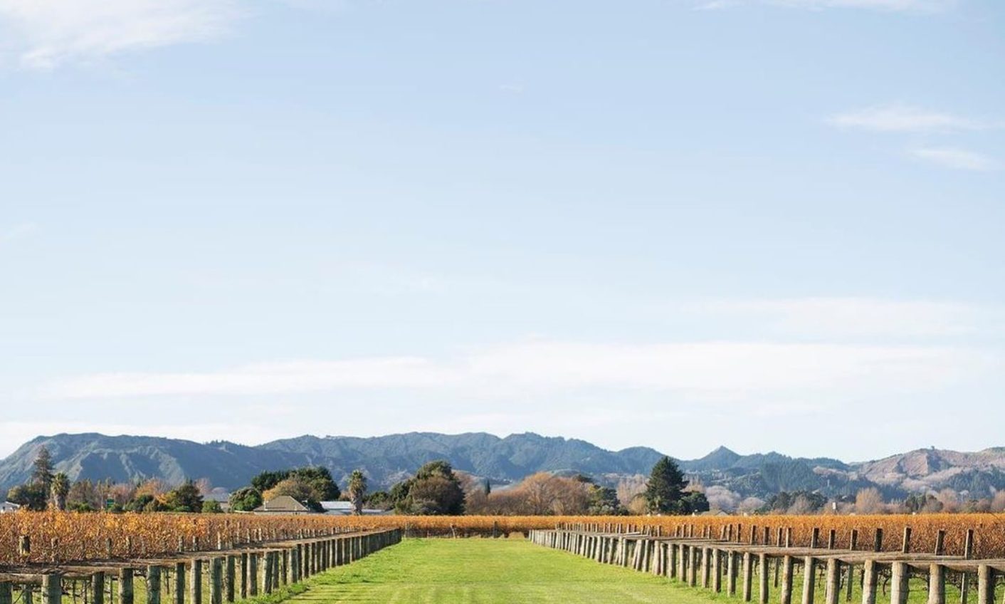 Thevines Gisborne 4F375E