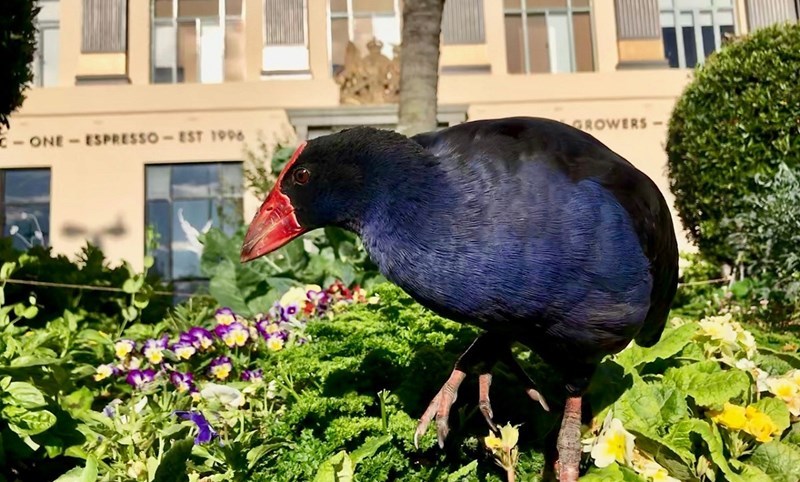 Christchurch Urban Food Production